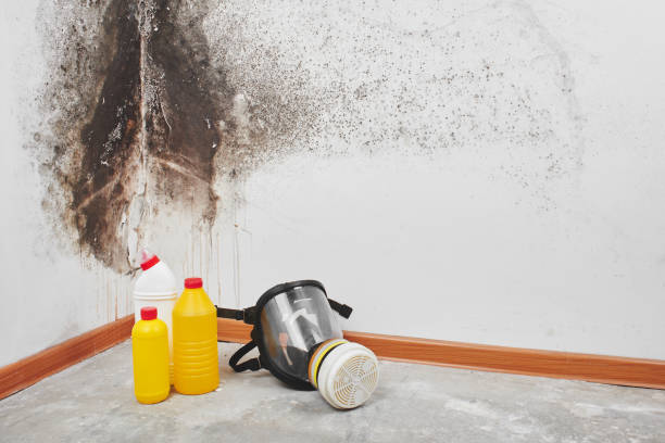 Best Mold Cleaning Services  in Herricks, NY