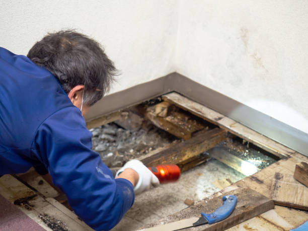 Best Home Mold Removal  in Herricks, NY