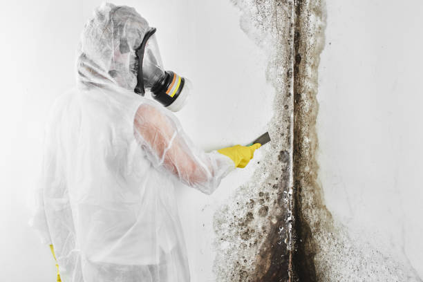 Certified Mold Removal in Herricks, NY