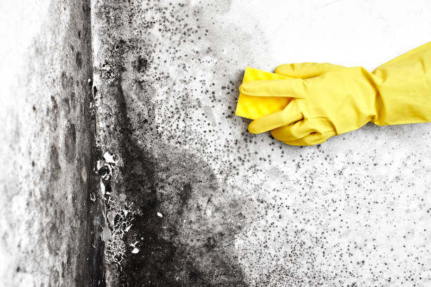 Best Mold Removal Process  in Herricks, NY