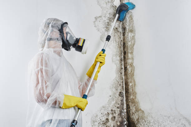 Attic Mold Removal in Herricks, NY