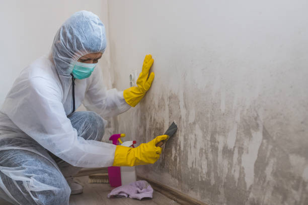 Best Black Mold Removal  in Herricks, NY