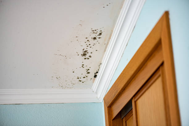 Best Emergency Mold Removal  in Herricks, NY