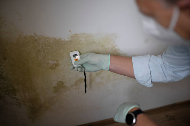 Best Office Mold Removal Services  in Herricks, NY