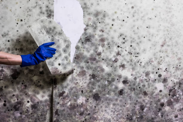 Best Same-Day Mold Removal  in Herricks, NY
