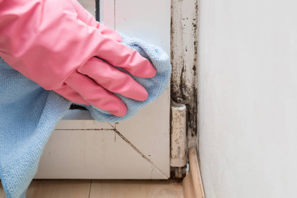 Best Fast Mold Removal  in Herricks, NY