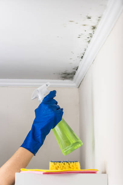 Best Attic Mold Removal  in Herricks, NY