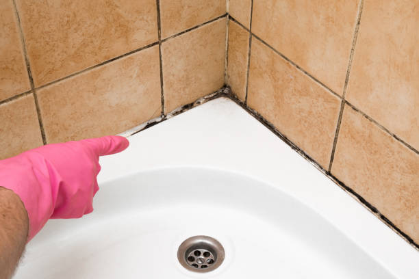Best Local Mold Removal Service  in Herricks, NY