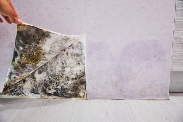 Best Mold Damage Repair  in Herricks, NY